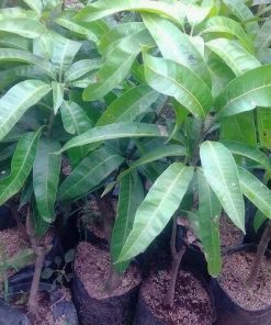 jual tanaman mangga banana super manis berkualitas Bolaang Mongondow Selatan