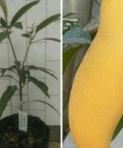 jual tanaman mangga banana super manis berkualitas Grobogan