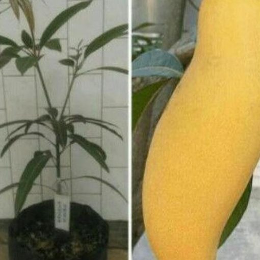 jual tanaman mangga banana super manis berkualitas Grobogan