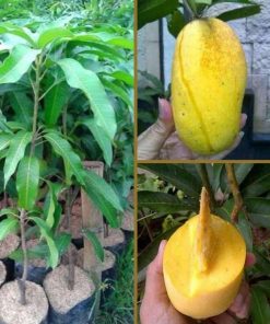 jual tanaman mangga chokanan okulasi berbuah tanpa musim Pulau Morotai