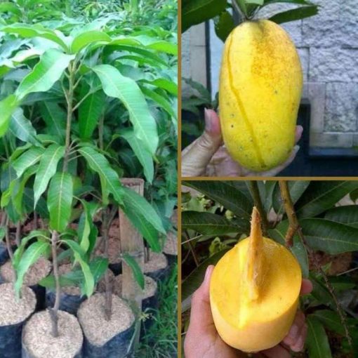 jual tanaman mangga chokanan okulasi berbuah tanpa musim Pulau Morotai