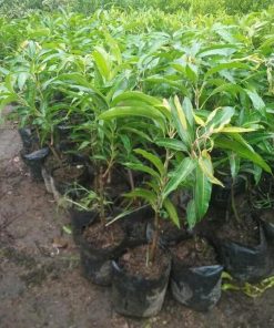 jual tanaman mangga coconut pakistan terlaris Enrekang