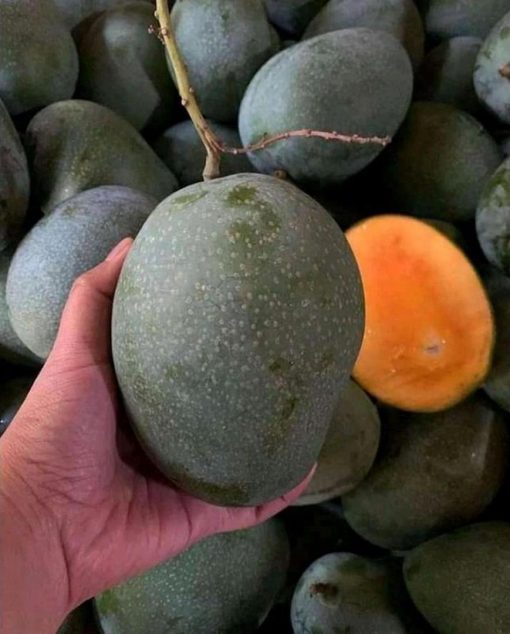 jual tanaman mangga Enrekang