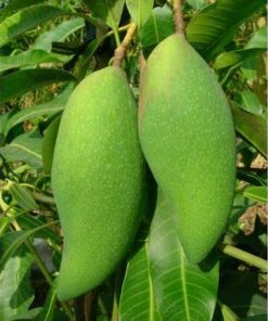 jual tanaman mangga falan Seram Bagian Barat