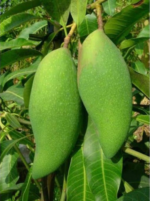 jual tanaman mangga falan Seram Bagian Barat