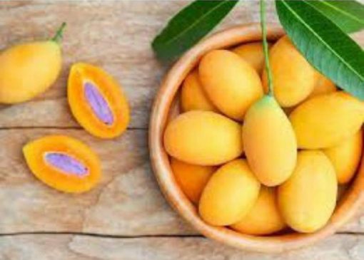 jual tanaman mangga gandaria berkwalitas unggul hasil okulasi dengan pohon yg sudah berbuah tabulampot Banyuwangi