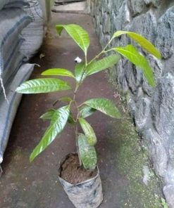 jual tanaman mangga gandaria berkwalitas unggul hasil okulasi dengan pohon yg sudah berbuah tabulampot Penajam Paser Utara