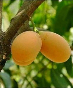 jual tanaman mangga gandaria berkwalitas unggul hasil okulasi dengan pohon yg sudah berbuah tabulampot Solok Selatan