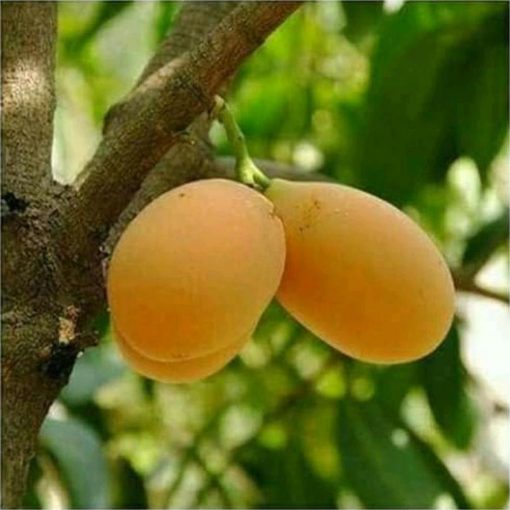 jual tanaman mangga gandaria berkwalitas unggul hasil okulasi dengan pohon yg sudah berbuah tabulampot Solok Selatan