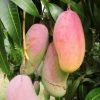 jual tanaman mangga garifta merqah okulasi cepat berbuah Bengkulu Tengah