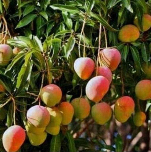 jual tanaman mangga gedong gincu hasil okulasi cepat berbuah Tangerang