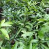jual tanaman mangga gedong gincu Katingan