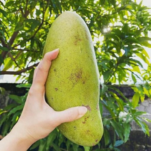 jual tanaman mangga golek unggulan Buol