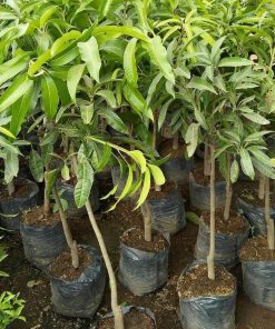 jual tanaman mangga golek unggulan Serang