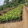 jual tanaman mangga harum manis okulasi murah Bungo