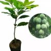 jual tanaman mangga harum manis okulasi murah Natuna