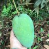 jual tanaman mangga harum manis super okulasi Hulu Sungai Selatan