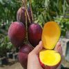 jual tanaman mangga irwin 80cm Toraja Utara