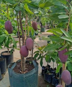 jual tanaman mangga irwin Banjarmasin