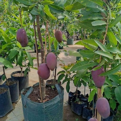 jual tanaman mangga irwin Banjarmasin