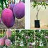 jual tanaman mangga irwin Bolaang Mongondow