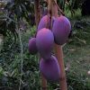jual tanaman mangga irwin hasil stek okulasi cepat berbuah Madiun