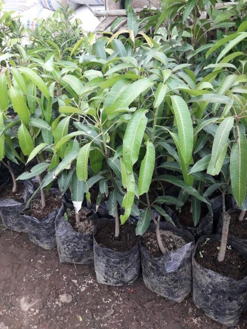 jual tanaman mangga irwin hasil stek okulasi cepat berbuah Wonogiri