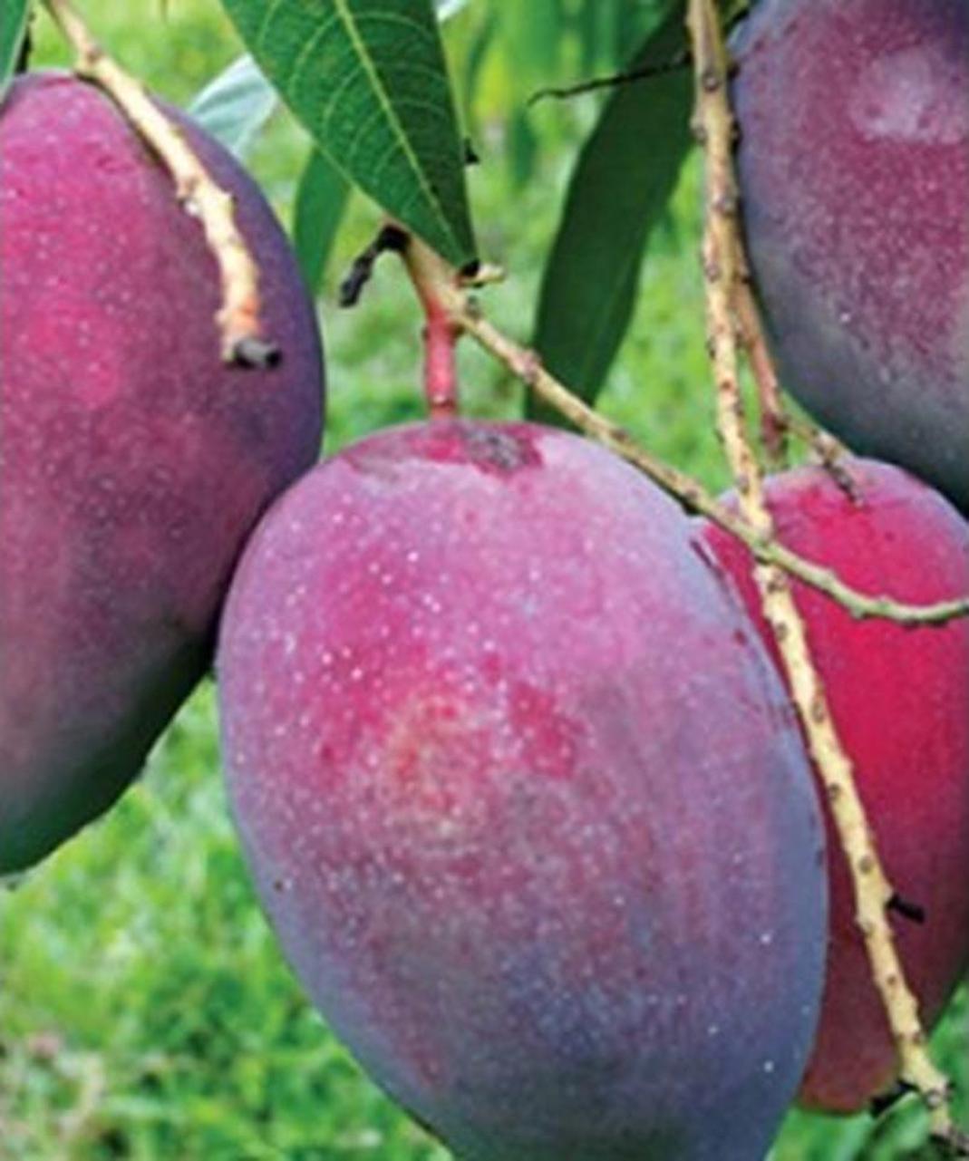 Gambar Produk jual tanaman mangga irwin import super murah Buton Selatan