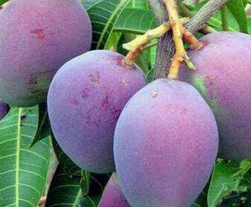 jual tanaman mangga irwin import super murah Ciamis