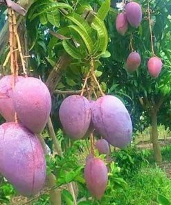 jual tanaman mangga irwin import super murah Gresik