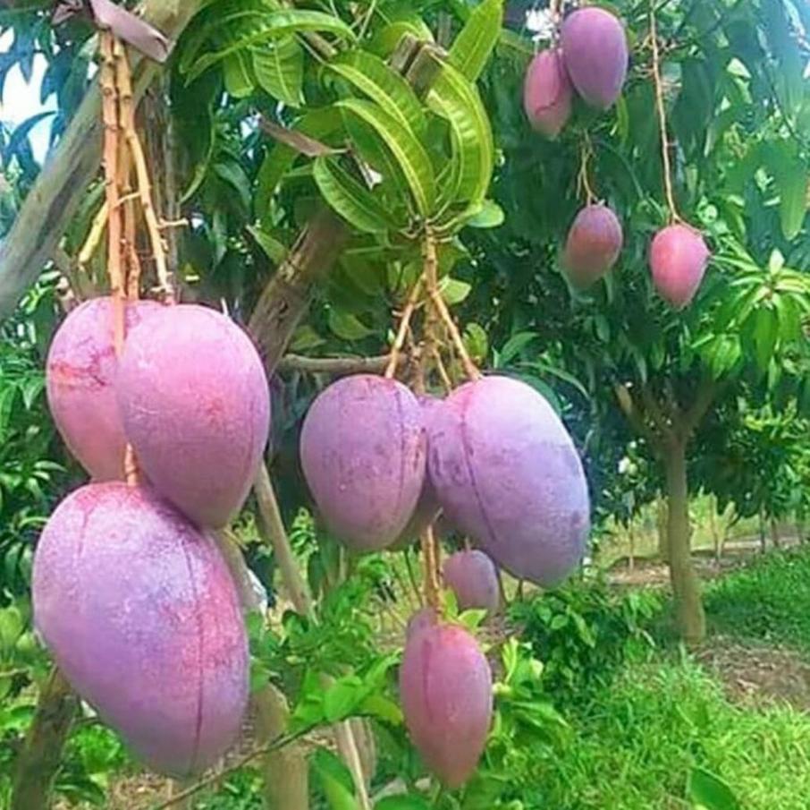 Gambar Produk jual tanaman mangga irwin import super murah Gresik