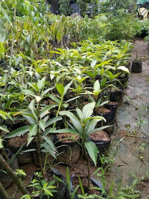 jual tanaman mangga irwin import super murah Kampar
