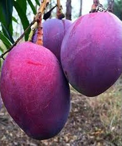 jual tanaman mangga irwin import super murah Singkawang