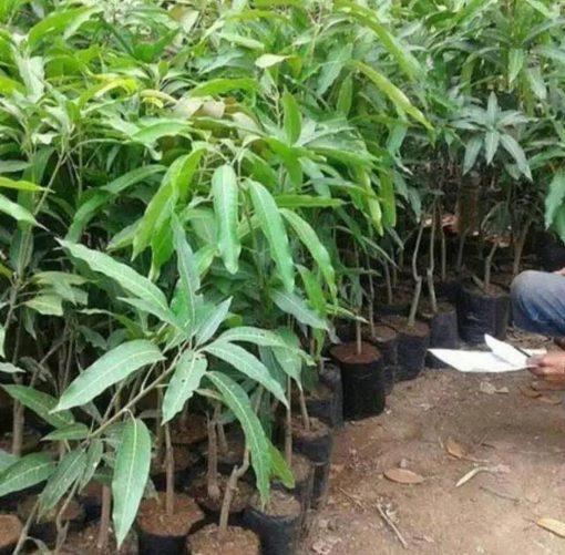 jual tanaman mangga irwin okulasi Aceh Barat Daya