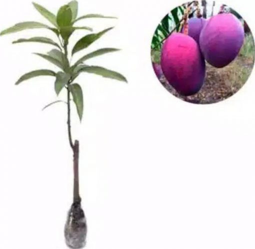jual tanaman mangga irwin okulasi Aceh Singkil