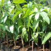 jual tanaman mangga irwin okulasi siap berbuah Banjarmasin