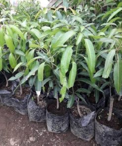 jual tanaman mangga irwin okulasi siap berbuah Lombok Timur
