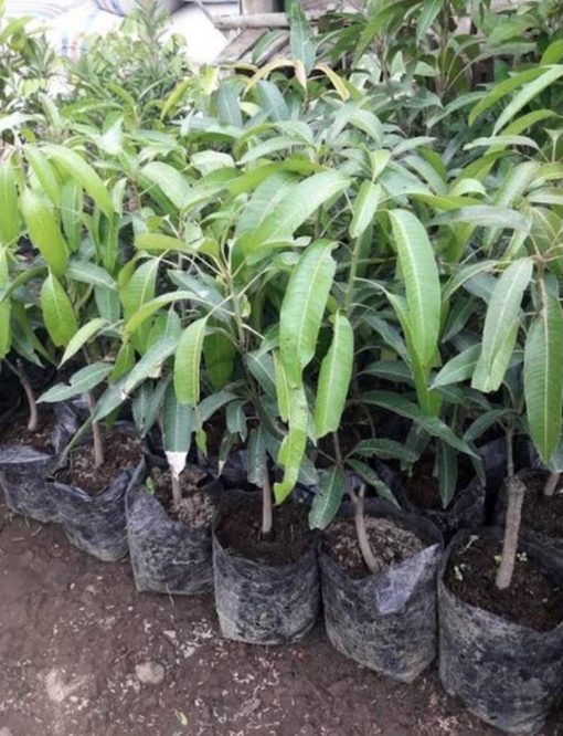 jual tanaman mangga irwin okulasi siap berbuah Lombok Timur