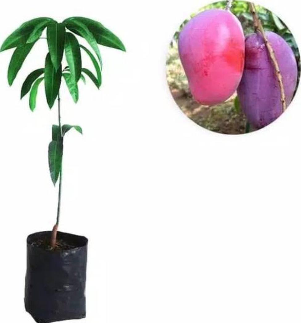 Gambar Produk jual tanaman mangga irwin Prabumulih