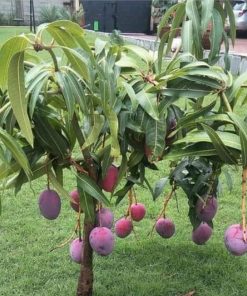 jual tanaman mangga irwin Rokan Hilir