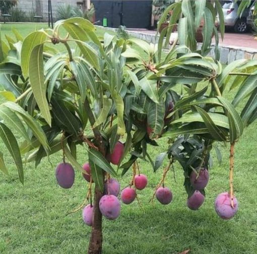 jual tanaman mangga irwin Rokan Hilir