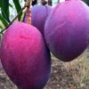 jual tanaman mangga irwin super Buol