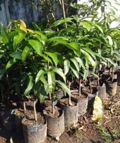 jual tanaman mangga irwin ungu okulasi super unggul cepat berbuah Pacitan