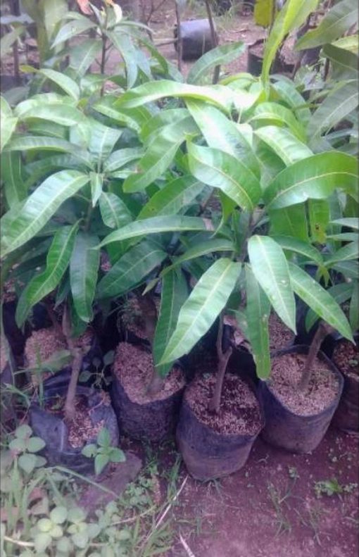 jual tanaman mangga irwin ungu okulasi super unggul cepat berbuah Padang Pariaman