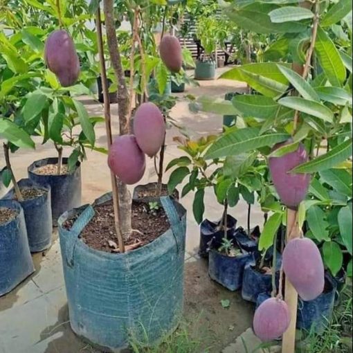 jual tanaman mangga irwin ungu okulasi super unggul cepat berbuah Pamekasan