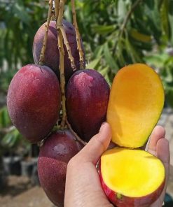 jual tanaman mangga irwin ungu unggulan Konawe