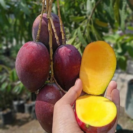 jual tanaman mangga irwin ungu unggulan Konawe