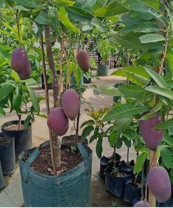 jual tanaman mangga irwin ungu unggulan Nabire