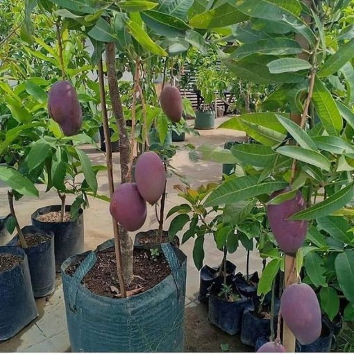 jual tanaman mangga irwin ungu unggulan Nabire