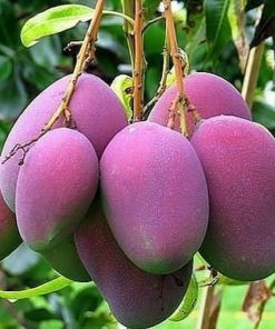 jual tanaman mangga irwin ungu unggulan Ngawi